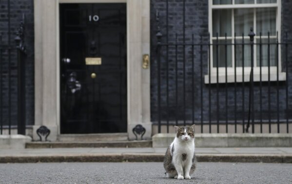 
              Larry, the Downing Street cat sits and looks at the media in London, Monday, Jan. 21, 2019. Prime Minister Theresa May is set to unveil her new plan to break Britain's Brexit deadlock — and it's expected to look a lot like the old plan decisively rejected by Parliament last week. (AP Photo/Kirsty Wigglesworth)
            