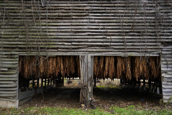 Tobacco is dried in a barn on Keith Lowry's farm, Thursday, Nov. 9, 2023, near Mayfield, Kentucky. Lowry, like many other farmers in the area, lost some crops after historic rains and flooding earlier in the summer. (AP Photo/Joshua A. Bickle)