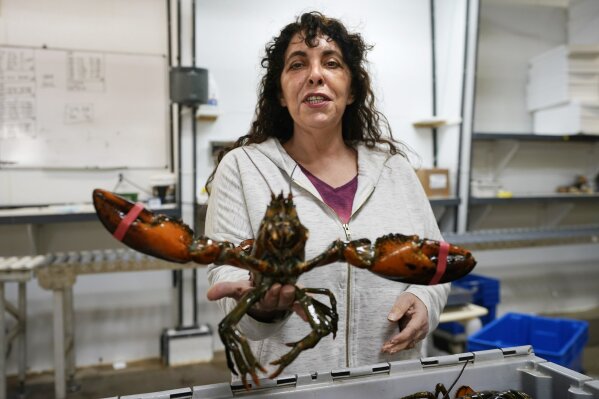 In this Wednesday, Nov. 18, 2020, photo, Stephanie Nadeau, owner of The Lobster Company, holds a lobster at her shipping facility in Arundel, Maine. Nadeau said the lobster industry needs assurance that it'll be able to sell lobsters to other countries without punitive tariffs and is hopeful that assurance will arrive under Democratic President-elect Joe Biden. (AP Photo/Robert F. Bukaty)