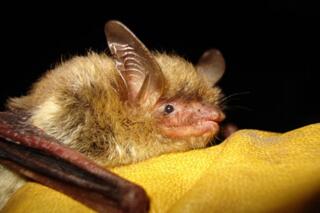 FILE - This undated photo provided by the Wisconsin Department of Natural Resources shows a northern long-eared bat. More than half of North America's bat species are likely to diminish significantly as climate change, disease and habitat loss take their toll, scientists warned Monday, April 17, 2023. (Wisconsin Department of Natural Resources via AP, File)