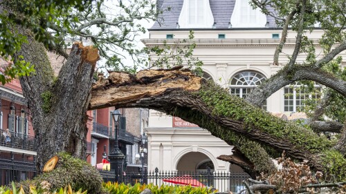 FILE - The severed limb of a live oak tree in Jackson Square in the French Quarter of New Orleans is seen on July 7, 2023. A teenager was critically injured when the branch of the large oak tree snapped and fell on him and others. The family of the teenager filed a lawsuit against the city on Wednesday, July 19. (Chris Granger/The Times-Picayune/The New Orleans Advocate via AP, File)