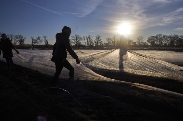 Workers cover white asparagus plants with plastic to protect them against cold temperatures on a field near Beelitz, Germany, Thursday, April 3, 2025. (AP Photo/Markus Schreiber)