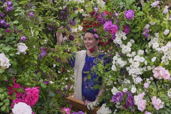 A show visitor looks at roses at the Peter Beales Roses stand at the RHS Chelsea Flower Show in London, Monday, May 19, 2025. (AP Photo/Kirsty Wigglesworth)