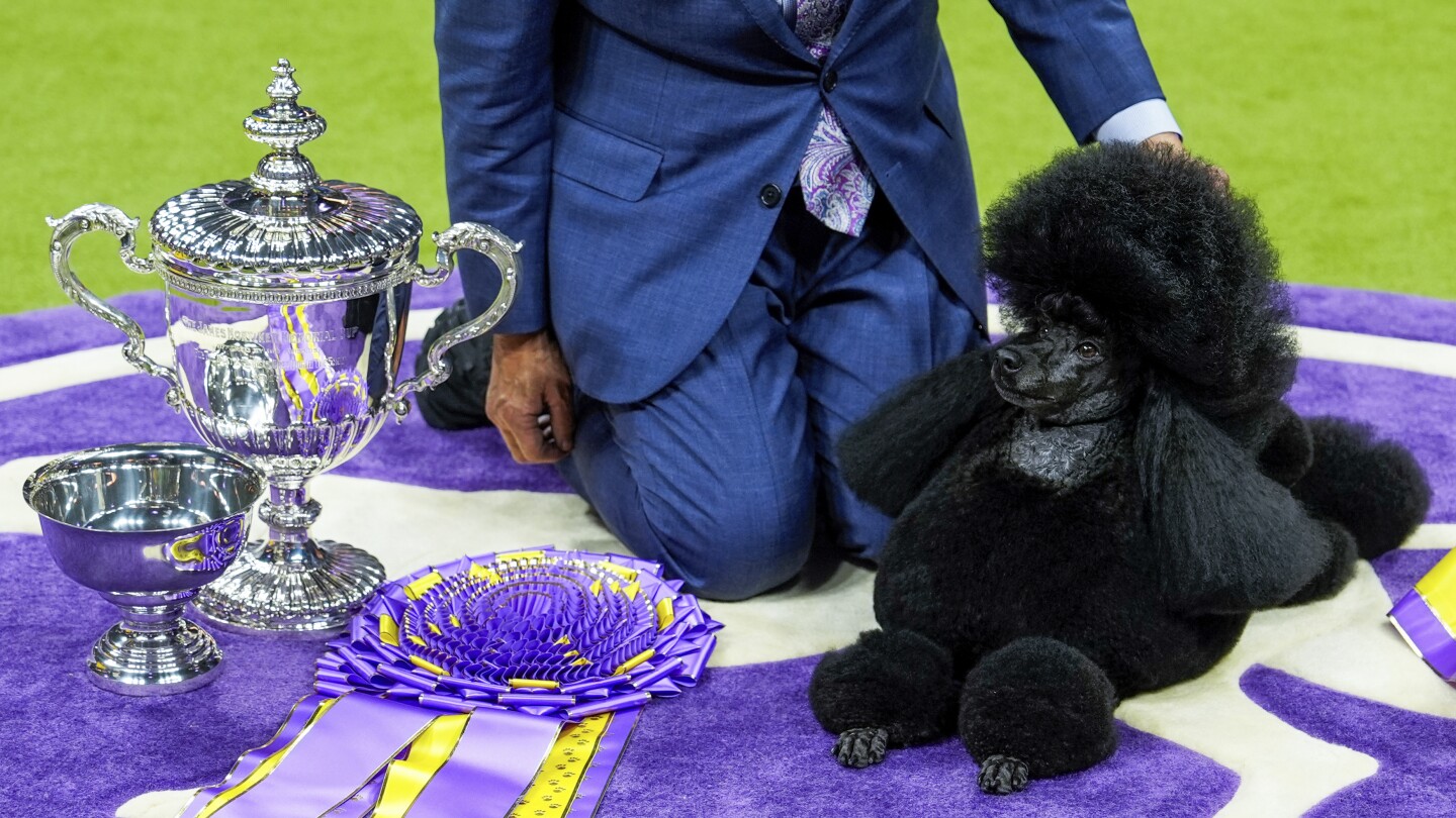 Westminster Dog Show 2024: Sage, a miniature poodle, wins first prize