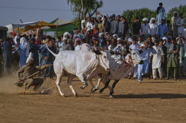 A jockey, left, controls a pair of bull during a traditional bull race competition, in Malal, a village of Attock district, in Pakistan, Thursday, May 15, 2025. (AP Photo/Anjum Naveed)