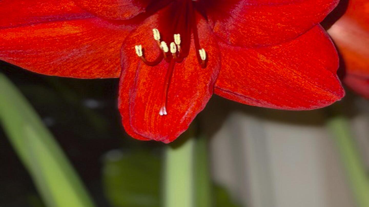 The showy amaryllis makes the perfect Valentine’s Day plant or gift