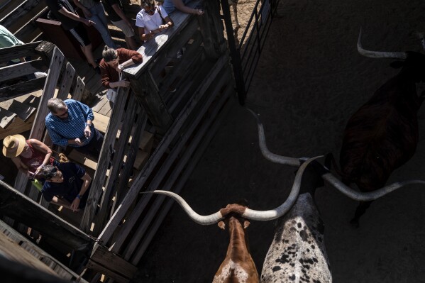 People watch as longhorn cattle are returned to their pen at the end of the world's only twice daily cattle drive in historic Forth Worth, Texas, Friday, April 21, 2023. Beef was at the heart of Texas long before there was a Texas.  (AP Photo/David Goldman)