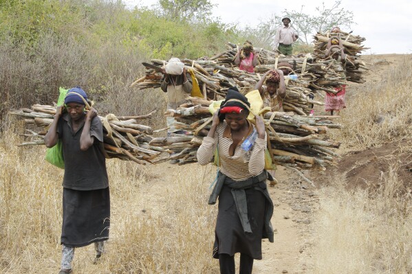 FILE - Women walk out of the forest carrying wood to use for cooking in Tsavo East, in Kenya, June 20, 2014. Kenyan President William Ruto has lifted a six-year ban on logging Sunday, June 2, 2023, over the concerns of environmentalists. (AP Photo/Khalil Senosi, File)