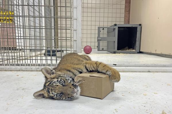 In this image provided by The Wild Animal Sanctuary, Duke, a Bengal tiger cub, is seen in this February 2023 photo at The Wild Animal Sanctuary in Keenesburg, Colo. The cub was found by Albuquerque police in a dog crate inside a trailer in January. He now has a new home in Colorado. (The Wild Animal Sanctuary via AP)