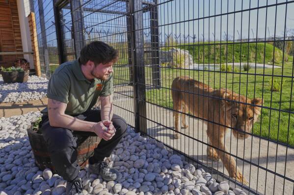 Cameron Whitnall watches Vanda a lion rescued from Ukraine, as she settles into her new forever home at The Big Cat Sanctuary, near Ashford in Kent, England, Thursday, March 20, 2025. (AP Photo/Kirsty Wigglesworth)