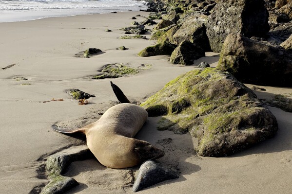 This photo provided by the Channel Islands Marine & Wildlife Institute (CIMWI) shows a sick Sea Lion on San Buenaventura State Beach in Ventura, Calif. on Monday, July 29, 2024. (Channel Islands Marine & Wildlife Institute via AP)