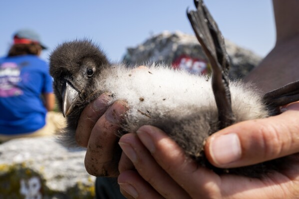 Un biólogo sostiene un polluelo sano de frailecillo atlántico en Eastern Egg Rock, Maine, el domingo 5 de agosto de 2023. (Foto AP/Robert F. Bukaty)