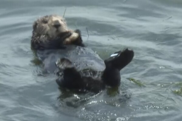 In this image from video a sea otter that has evaded capture eats a crab off the coast of Santa Cruz, Calif., Wednesday, July 19, 2023. The sea otter launched into the national spotlight after images of her aggressively wresting surfboards away from surfers circulated on social media is building a fan club as she continues to evade capture. (AP Photo/Haven Daley)