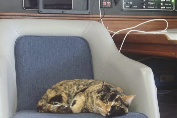 In this photo provided by Oliver Widger via his Instagram account on Thursday, May 15, 2025, his cat, Phoenix, sits inside their sailboat somewhere in the Pacific Ocean as both make their way from Oregon to Hawaii. (Oliver Widger via AP)