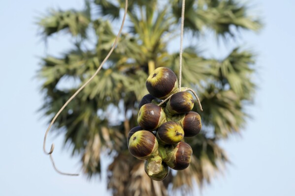 A farmer drops palm fruit from a tree during sap harvest season at Trapang Ampel village, outside Phnom Penh, Cambodia, Friday, March 15, 2024. The palm tree is considered the official tree of Cambodia. (AP Photo/Heng Sinith)