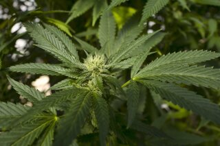 This Sept. 11, 2018, file photo, shows a marijuana plant at in the coastal mountain range of San Luis Obispo, Calif. The push to legalize recreational marijuana has suffered a setback in New Hampshire. The state Senate voted Thursday to delay action on a legalization bill until late December or early next year. (AP Photo/Richard Vogel, File)