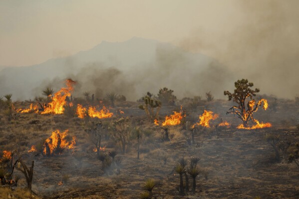 Árboles de Josué arden tras ser arrasados por el incendio York, el domingo 30 de julio de 2023, en la Reserva Nacional de Mojave, California. (AP Foto/Ty O'Neil)