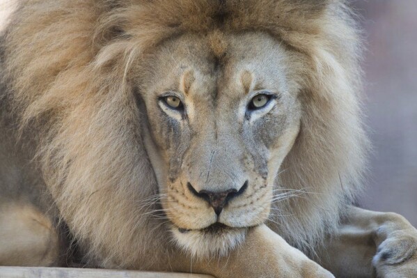 This undated photo released by The Sacramento Zoo shows its African lion Kamau. The African lion, who was a star attraction at California's Sacramento Zoo, has died at age 16, officials said. The zoo said Kamau was euthanized Saturday, June 17, 2023, a day after the big cat was pulled off an exhibit because of declining health due to his advanced age. (The Sacramento Zoo via AP)