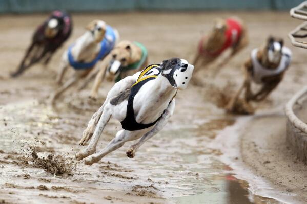 FILE - In this May 17, 2020, file photo, greyhounds compete in a race at Iowa Greyhound Park in Dubuque, Iowa. Iowa Greyhound Park, the last remaining dog-racing park in Iowa, is closing amid a shortage of available greyhounds and the overall collapse of the racing industry. (Nicki Kohl/Telegraph Herald via AP, File)