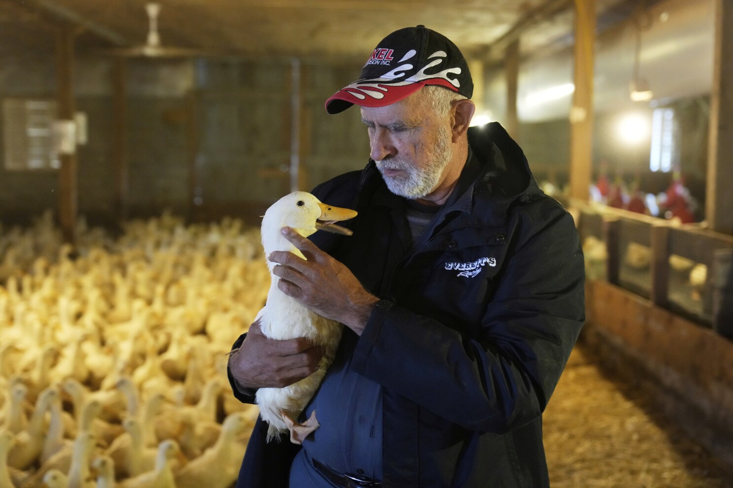 Ducks return to Long Island farm that lost flock to bird flu