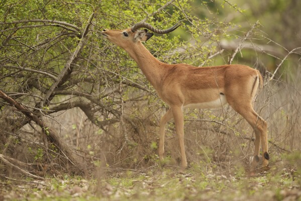 An antelope feeds on leaves from a tree in Gonarezhou National Park, Monday, Oct. 30, 2023. In Zimbabwe, recent rains are bringing relief to Gonarezhou, the country's second biggest national park. But elsewhere in the wildlife –rich country, authorities say climate change-induced drought and erratic weather events are leading to the loss of plants and animals. (AP Photo/Tsvangirayi Mukwazhi)