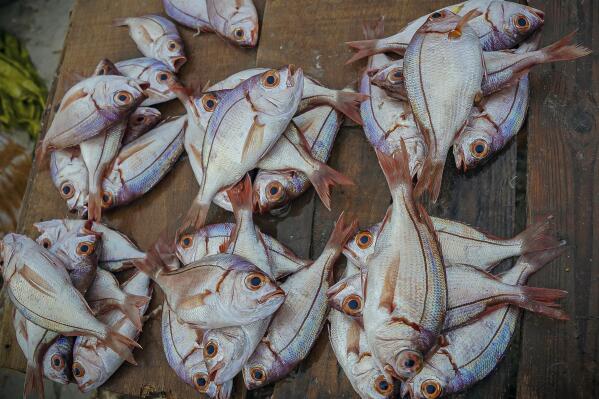 Fresh African dentex fish are displayed at the Soumbedioune fish market in Dakar, Senegal, May 31, 2022. Fish is an important source of protein for artisanal fishing communities in the country. (AP Photo/Grace Ekpu)