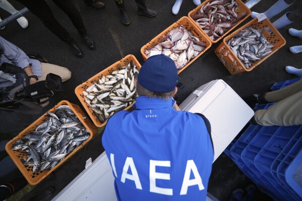 A member of the team of experts from the International Atomic Energy Agency (IAEA) observes the inshore fish as the sample at Hisanohama Port in Iwaki, northeastern Japan Thursday, Oct. 19, 2023. They are visiting Fukushima for its first marine sampling mission since the Fukushima Daiichi nuclear power plant started releasing the treated radioactive wastewater into the sea. (AP Photo/Eugene Hoshiko, Pool)