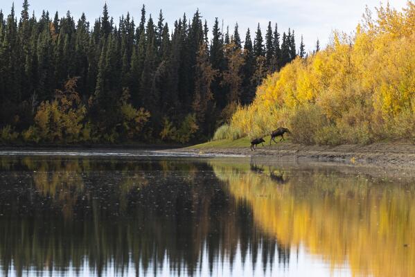 A cow, calf moose pair exit the water of the Yukon River on Wednesday, Sept. 15, 2021, near Stevens Village, Alaska. For the first time in memory, both king and chum salmon have dwindled to almost nothing and the state has banned salmon fishing on the Yukon. The remote communities that dot the river and live off its bounty are desperate and doubling down on moose and caribou hunts in the waning days of fall. (AP Photo/Nathan Howard)