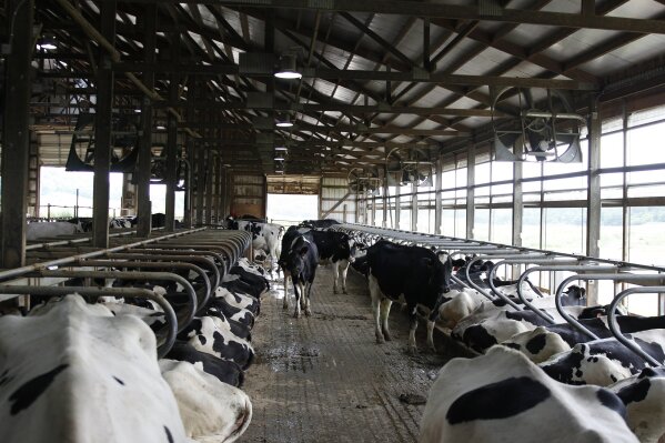 FILE- In this June 29, 2017, file cows stand in stalls at dairy farm in Sauk City, Wis. Americans are not drinking milk like they used to for a number of reasons, the most prevalent being that there is so much more to choose. We've simply diversified our mealtime and snacktime routines. (AP Photo/Carrie Antlfinger, File)