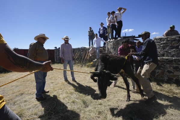 Farmhands lasso a calf during a bullfighting workshop at the the San Jose cattle ranch in Aculco, Mexico, Thursday, Jan. 25, 2024. The workshop is part of an initiative promoted by the Mexican Association of Bullfighting to publicize the different activities that surround the breeding of fighting bulls. (AP Photo/Fernando Llano)