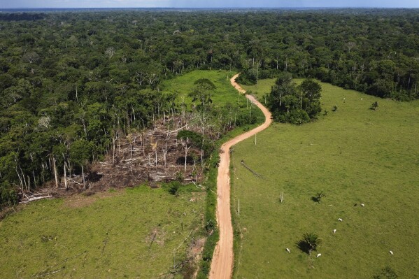 FILE - Cows roam an area recently deforested in the Chico Mendes Extractive Reserve, Acre state, Brazil, Dec. 6, 2022. The two-day Amazon Summit opens Tuesday, Aug. 8, 2023, in Belem, where Brazil hosts policymakers and others to discuss how to tackle the immense challenges of protecting the Amazon and stemming the worst of climate change. (AP Photo/Eraldo Peres, File)