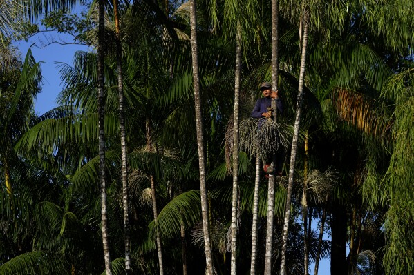 FILE - Alcindo Farias Junior, who works in the production of acai, climbs a palm tree to extract the fruit, in an area close to his house, in the community of Vila de Sao Pedro in the Bailique Archipelago, district of Macapa, state of Amapa, northern Brazil, Sept. 11, 2022. Among leaders and advocates of the Amazon rainforest region, there's hope for bioeconomy, a term that refers to people making a living from the forest without cutting it down. Examples include Acai fruits, Pirarucu fish and rubber tapping. (AP Photo/Eraldo Peres, File)