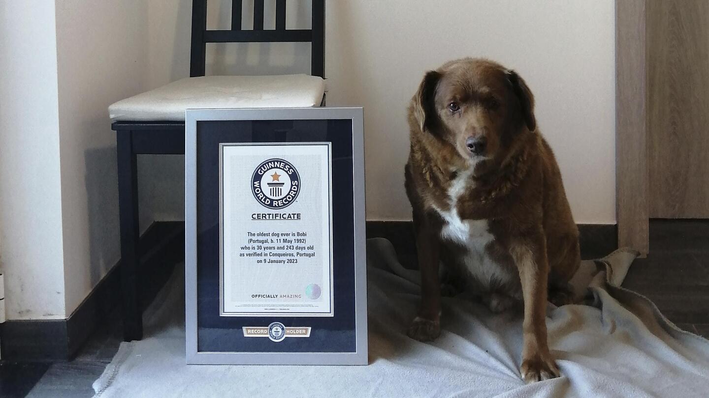 Guinness World Records verleiht Bobby den Titel „größter Hund“.