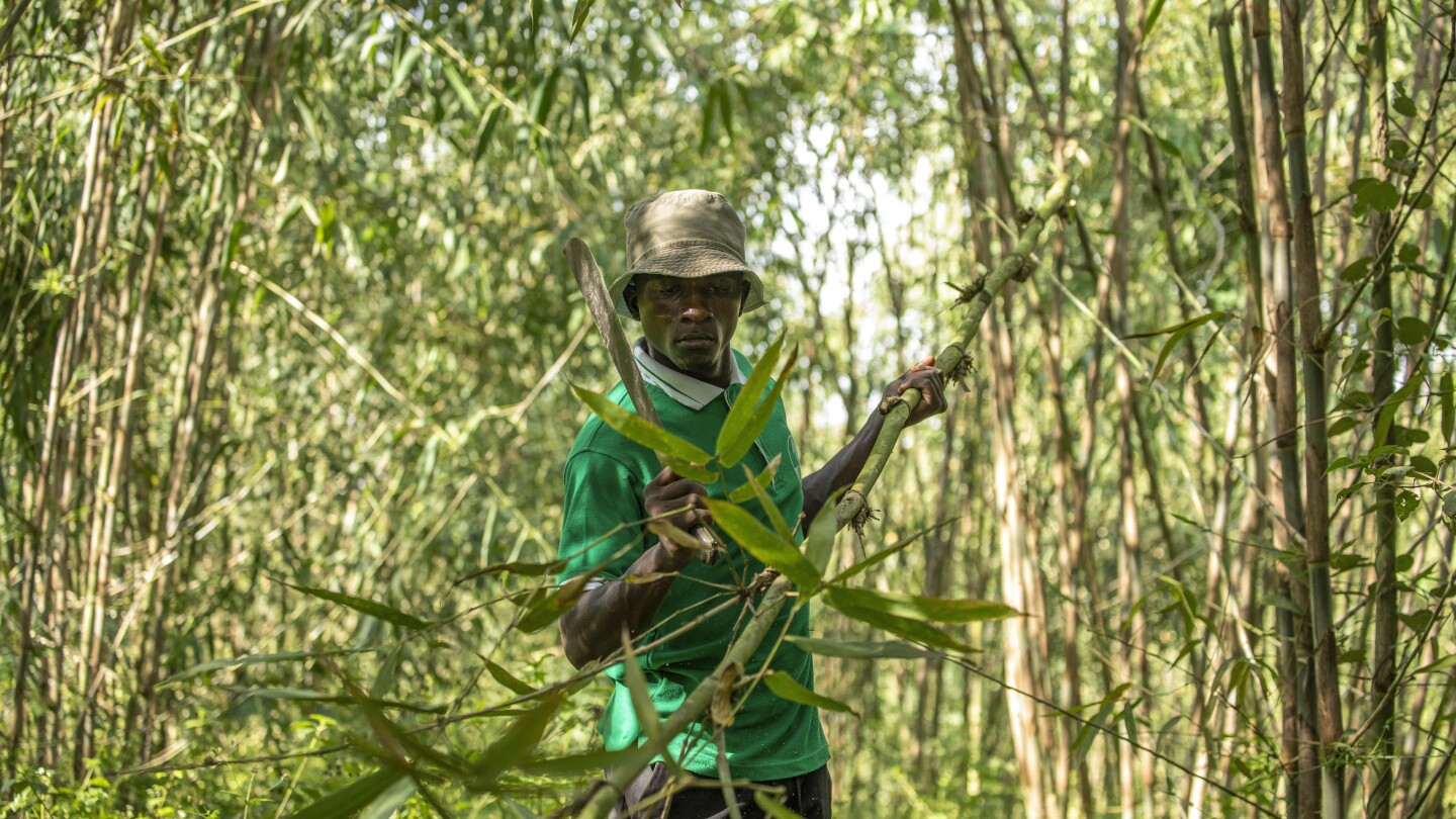 Uganda Works to Restore River Rwizi with Bamboo Planting