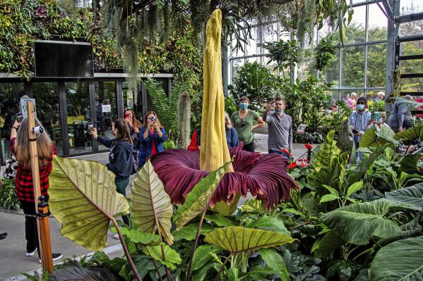 People get a look at the rare Amorphophallus titanum, better known as the corpse plant, at the San Diego Botanic Gardens in Encinitas, Calif., on Monday, Nov. 1, 2021. The bloom of a giant stinky Sumatran flower has drawn crowds to a Southern California garden. The bloom of the plant began Sunday afternoon and by Monday morning timed-entry tickets had sold out, The San Diego Union-Tribune reported.(Jarrod Valliere/The San Diego Union-Tribune via AP)