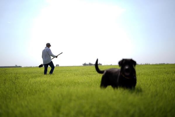 Farmer Larry Cox walks in a field of Bermudagrass with his dog, Brodie, at his farm Monday, Aug. 15, 2022, near Brawley, Calif. The Cox family has been farming in California's Imperial Valley for generations. (AP Photo/Gregory Bull)