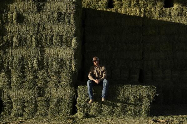 Farmer Matthew Hancock poses for a picture while sitting on bales of alfalfa hay at his farm Tuesday, Oct. 17, 2023, in the McMullen Valley in Wenden, Ariz. Hancock is concerned that state officials could be eyeing groundwater from the McMullen Valley for Phoenix's future needs amid shortages in Colorado River water. (AP Photo/John Locher)