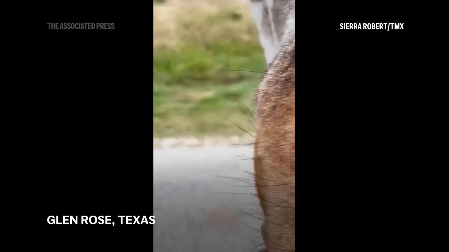 Der Biss einer Giraffe wird für ein texanisches Kleinkind zu einem Flugsafari-Abenteuer