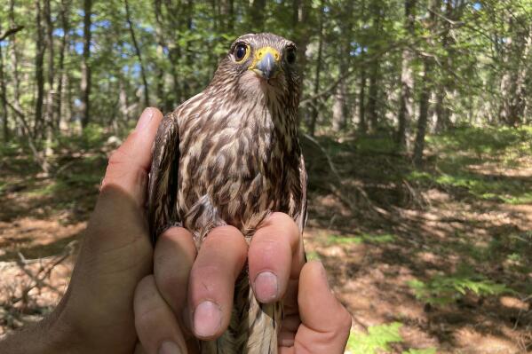 A captured merlin is held near Lake Michigan on June 27, 2022, near Glen Arbor, Mich., where it will be fitted with a leg band and tracking device. The mission will enhance knowledge of a species still recovering from a significant drop-off caused by pesticides and help wildlife managers determine how to prevent merlins from attacking endangered piping plovers at Sleeping Bear Dunes National Lakeshore. (AP Photo/John Flesher)