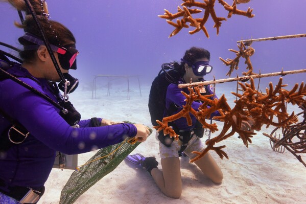 Grad student Berfin Sagir, left, and Research associate Catherine Lachnit collect coral fragments to be transplanted, Friday, Aug. 4, 2023, near Key Biscayne, Fla. Scientists from the University of Miami Rosenstiel School of Marine, Atmospheric, and Earth Science established a new restoration research site there to identify and better understand the heat tolerance of certain coral species and genotypes during bleaching events. (AP Photo/Wilfredo Lee)