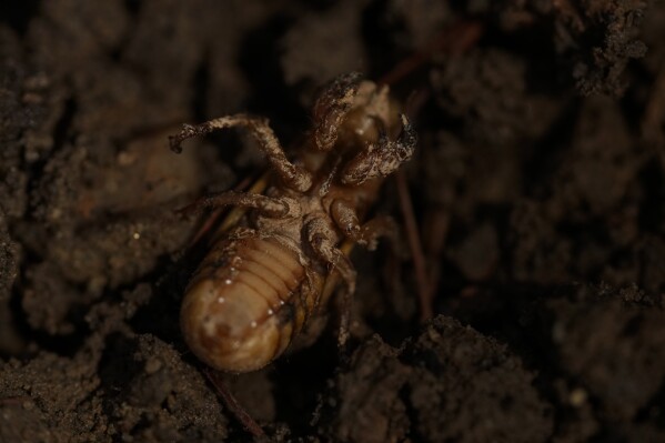 A periodical cicada nymph wiggles upside-down in the dirt in Macon, Ga., on Wednesday, March 27, 2024, after being found while digging holes for rosebushes. Trillions of cicadas are about to emerge in numbers not seen in decades and possibly centuries. (AP Photo/Carolyn Kaster)