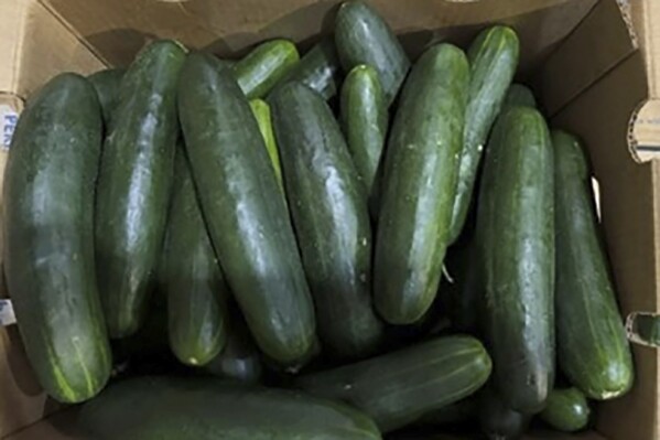 This undated photo provided by the U.S. Food and Drug Administration shows cucumbers recalled for salmonella. (U.S. Food and Drug Administration via AP)