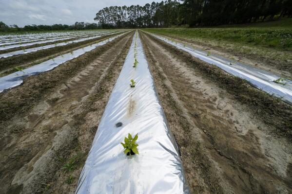Pepper plants are grown for seed for Tabasco brand products at the McIlhenny Company on Avery Island, La., Tuesday, April 27, 2021. While sinking land is a problem throughout southern Louisiana, Avery Island and four smaller salt domes along the Gulf Coast are still slowly rising. But the danger from hurricanes remains. (AP Photo/Gerald Herbert)