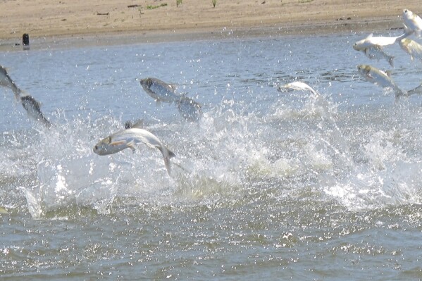 An invasive catfish predator is eating its way into another