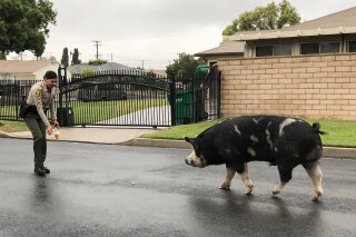 
              In this Oct. 13, 2018 photo, provided by the San Bernardino County Sheriff’s Department, an officer uses Doritos to lure a pig back home in Highland, Calif. The pig was running around a neighborhood when the sheriff's office received the call. (San Bernardino County Sheriff’s Department via AP)
            