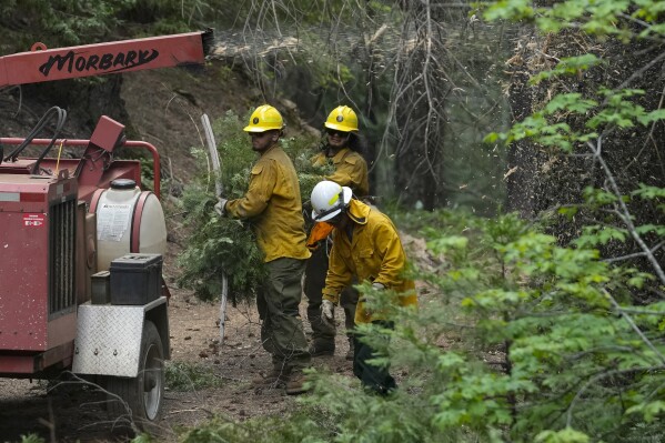 U.S. Forest Service crew members put tree branches into a wood chipper as they prepare the area for a prescribed burn in the Tahoe National Forest, Tuesday, June 6, 2023, near Downieville, Calif. The Biden administration is trying to turn the tide on worsening wildfires in the U.S. West through a multi-billion dollar cleanup of forests choked with dead trees and undergrowth. (AP Photo/Godofredo A. Vásquez)