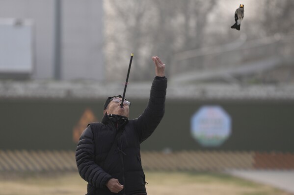 A man throws a bird up as he shoots a bead through a tube for it to catch in mid-air, practising a Beijing tradition that dates back to the Qing Dynasty, outside a stadium in Beijing, Tuesday, March 26, 2024. Today, only about 50-60 people in Beijing are believed to still practice it. (AP Photo/Ng Han Guan)