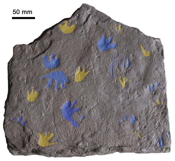 This image provided by Prof. Per Erik Ahlberg shows a slab of sandstone found near Melbourne, Australia preserving fossil footprints from a reptile-like animal that lived around 350 million years ago. The footprints are highlighted in yellow (front feet) and blue (back feet) and show the movements of three similar animals, researchers say. (Grzegorz Niedzwiedzki/Prof. Per Erik Ahlberg via AP)