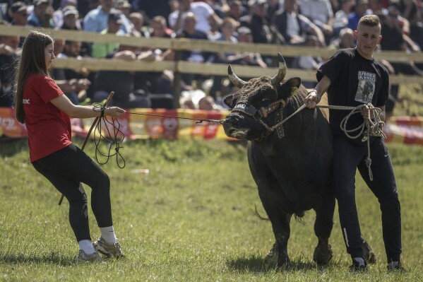 Mirnesa Junuzovic, left, prepares her bull Cobra prior to the start of the bullfights in Bijelo Polje, Bosnia, Sunday, May 11, 2025. (AP Photo/Armin Durgut)