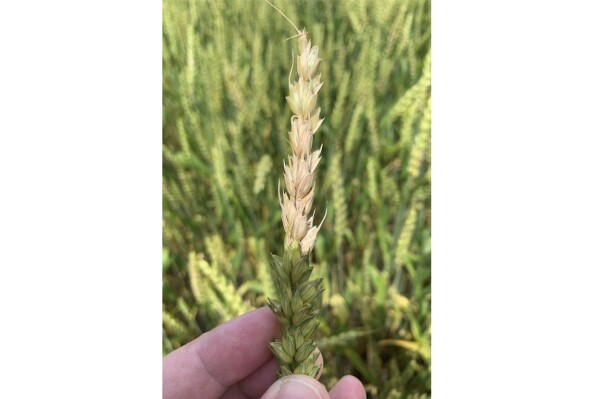 This photo published by the U.S. Department of Agriculture's Agricultural Research Service on May 29, 2025, shows the top half of a wheat head, which is infected with Fusarium head blight, a costly fungal disease that can diminish the grain yield and quality of wheat, barley and certain other cereal crops. (Mathew Helm/U.S. Department of Agriculture's Agricultural Research Service via AP)